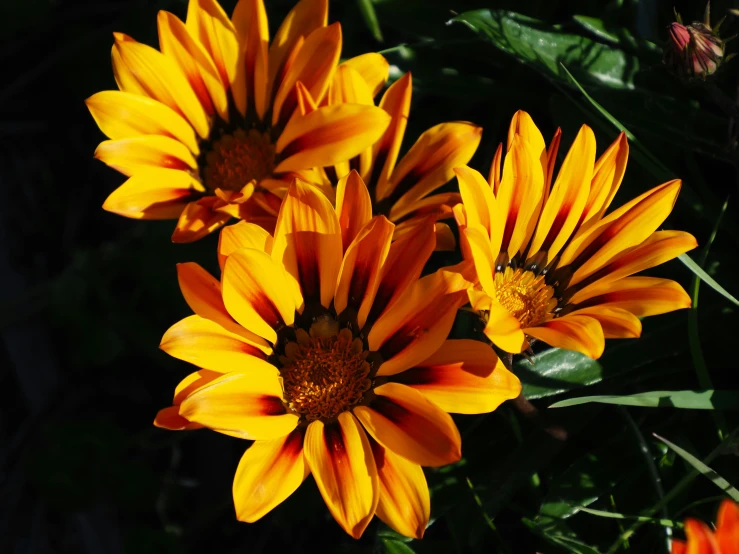 a bunch of yellow flowers with green leaves