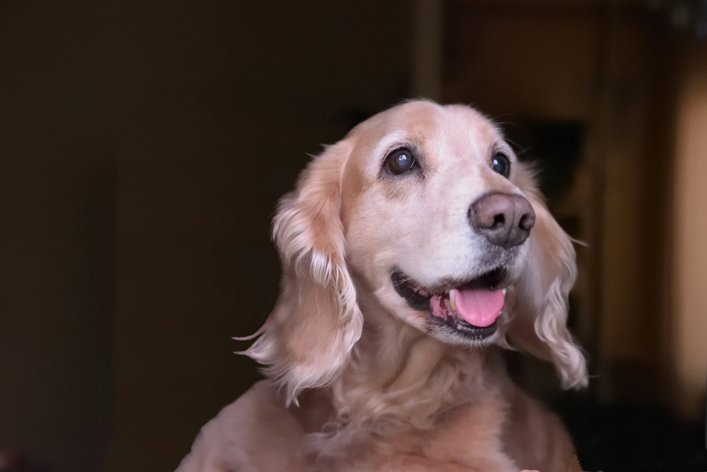 a dog smiles at the camera with its tongue out