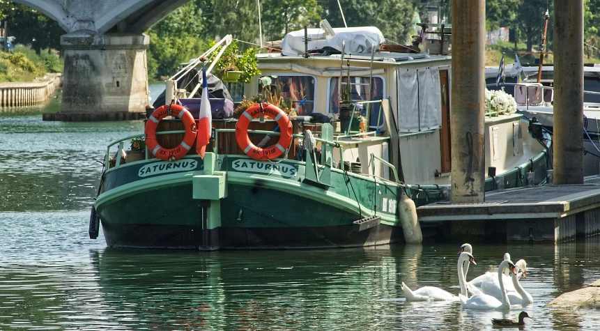 white swan walking by a barge in the water