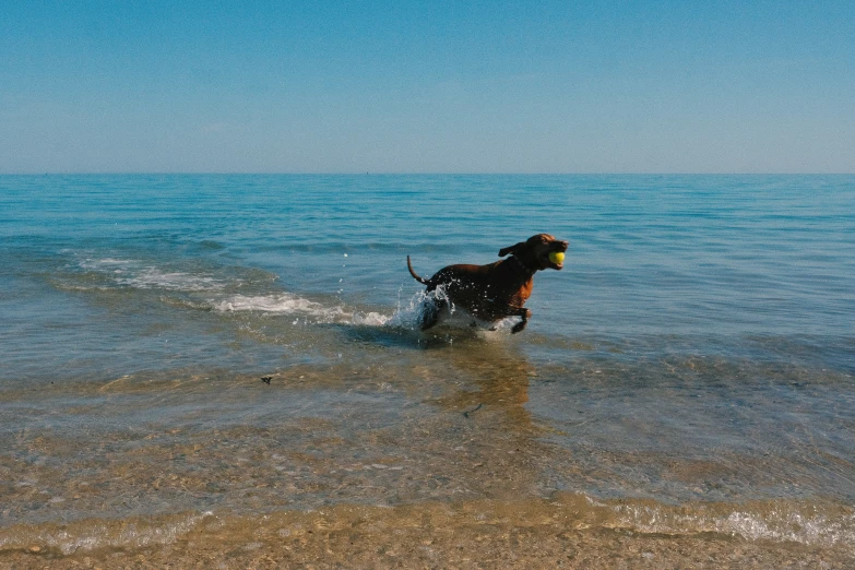 dog standing in ocean on sunny day with ball in mouth