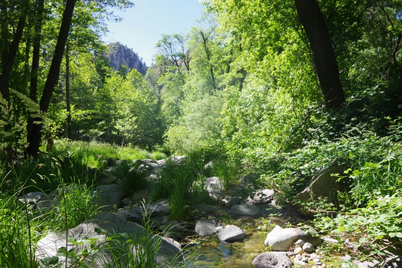 a creek flowing through a lush green forest