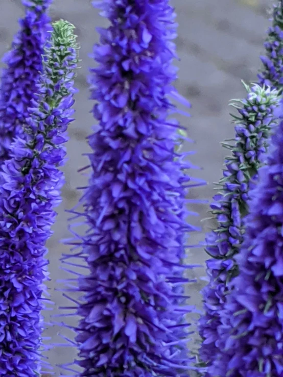 purple flowers growing near a sidewalk in front of a house