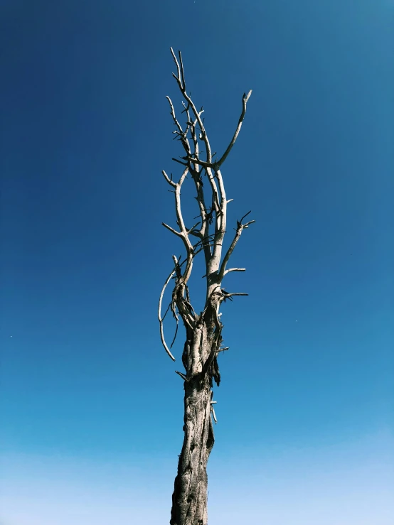 an old tree sticking out of a large field