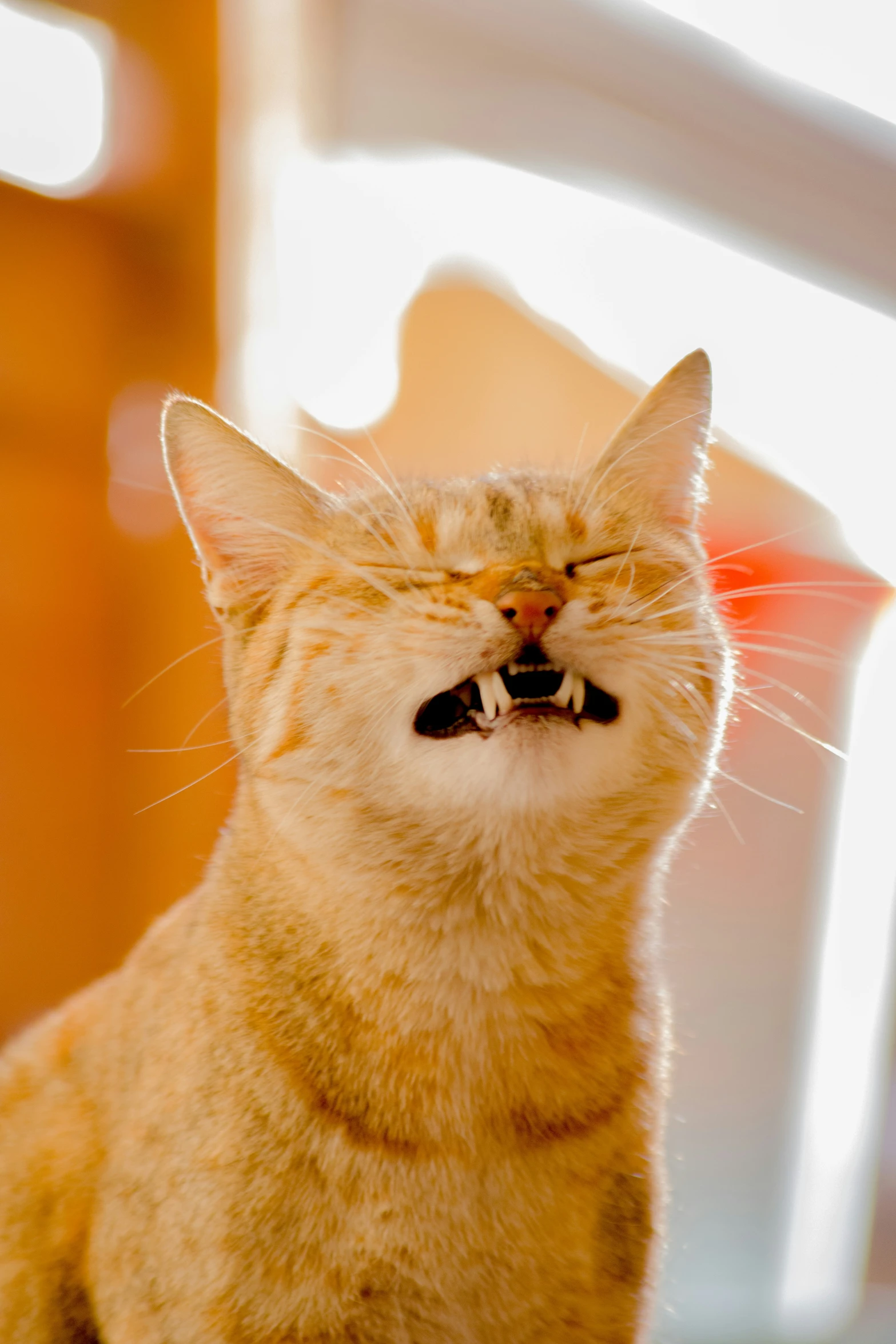 an orange cat has his teeth white and looks alert