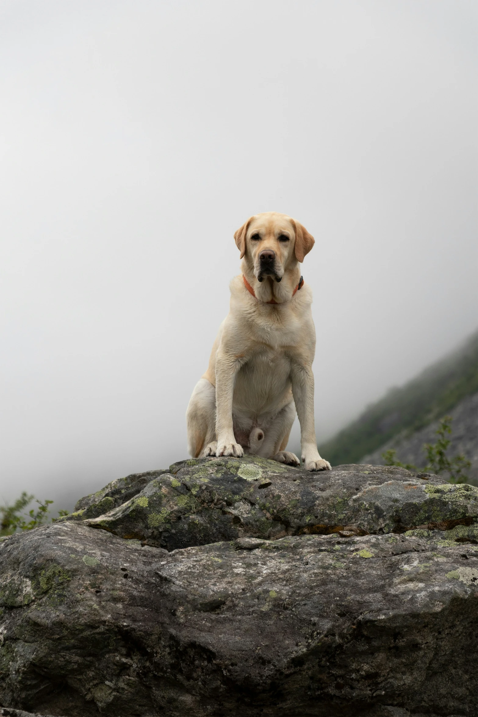 a large, yellow dog sitting on top of a rock in the fog