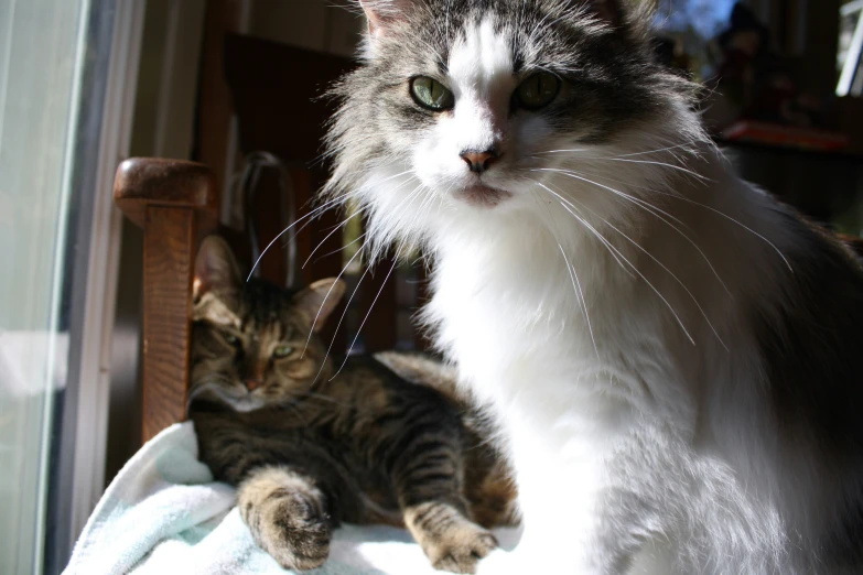 a cat is lying on the counter next to another cat