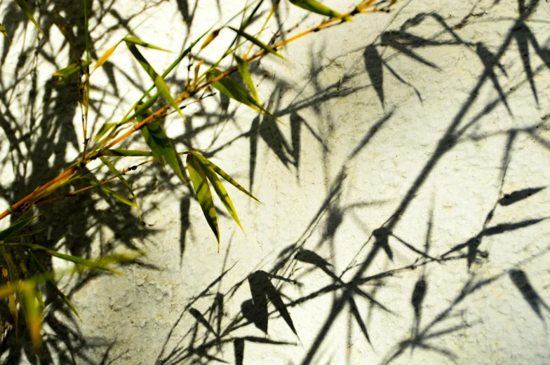 a shadow is seen from the bottom of the plant