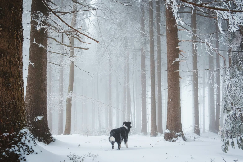 a large black dog standing in the snow in a forest