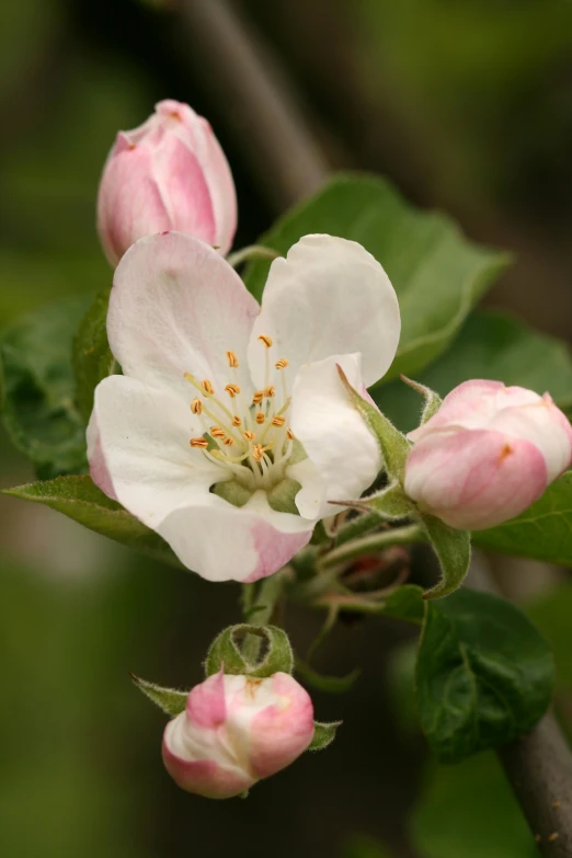 flowers growing on an apple tree nch and a blurry background