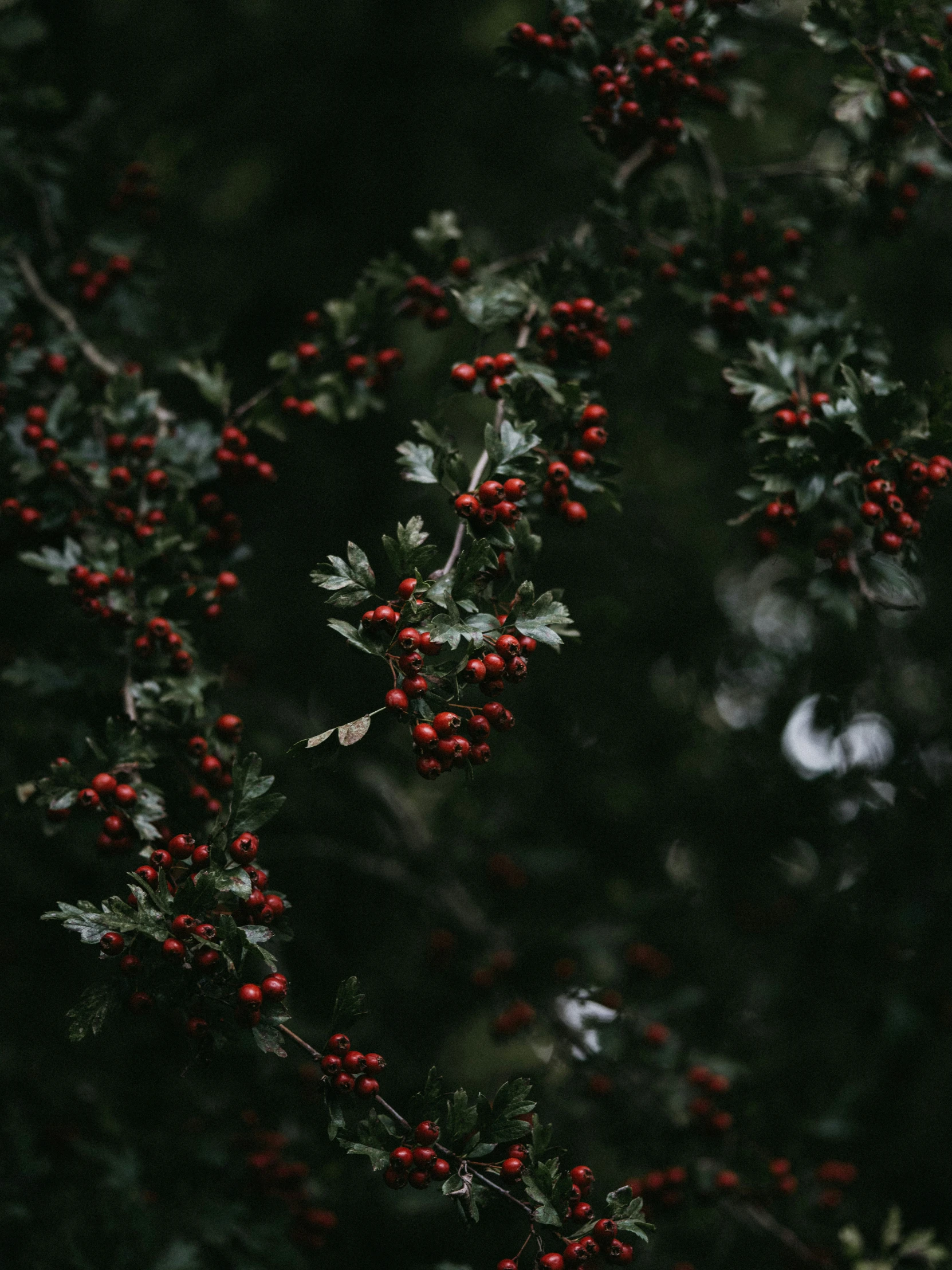 some red berries on the nch of a tree