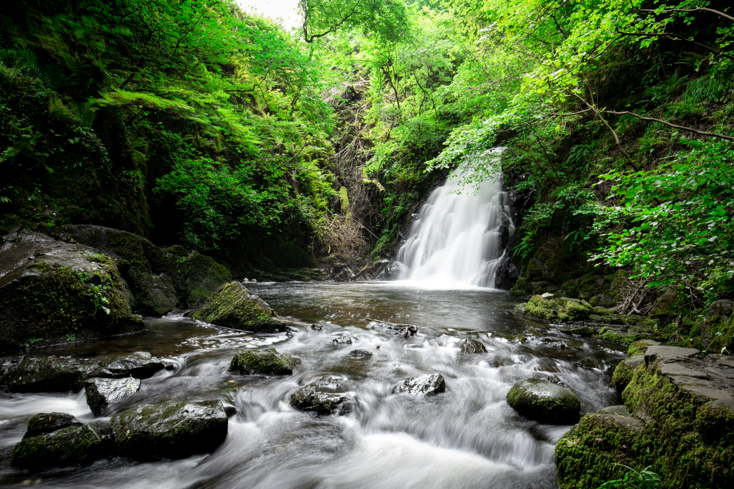 a small waterfall coming out of the middle of a forest