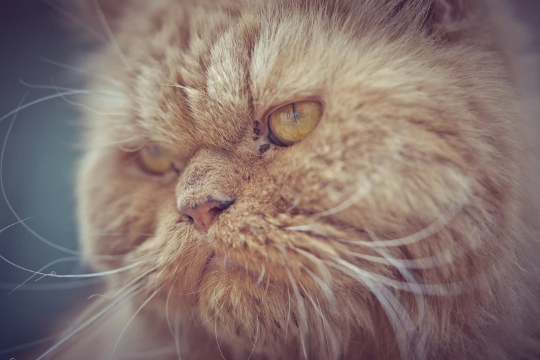 this is a close up s of the face of an adult brown cat