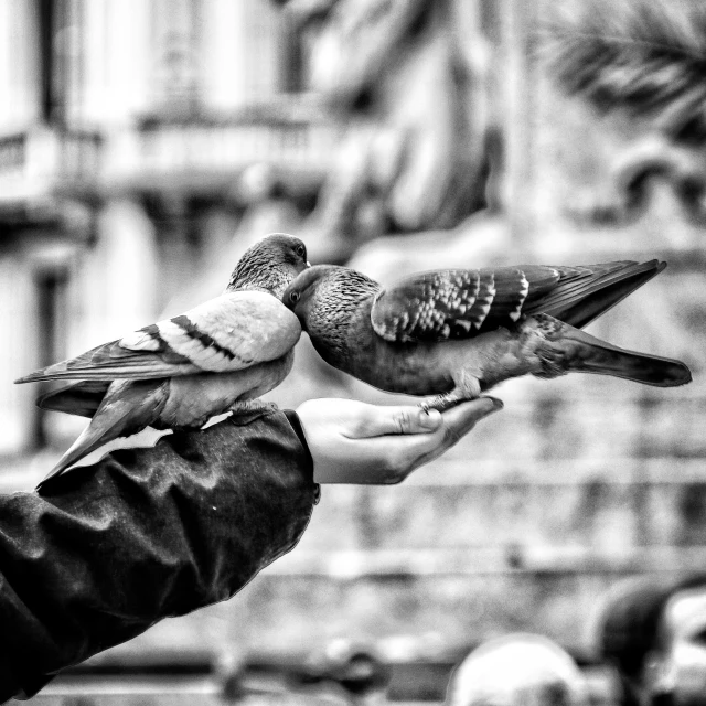 a person holding two birds on their palm