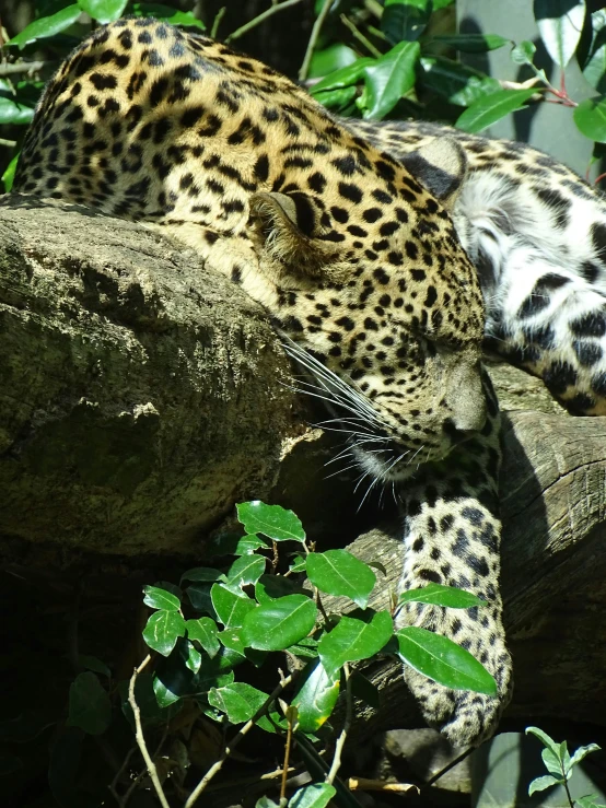 leopard looking down at it's head from over the top of a tree