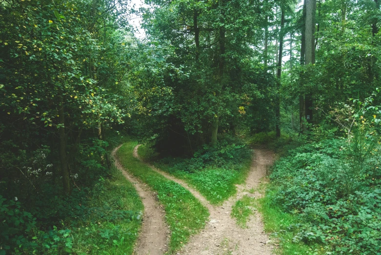 two roads make their way through a clearing in the forest