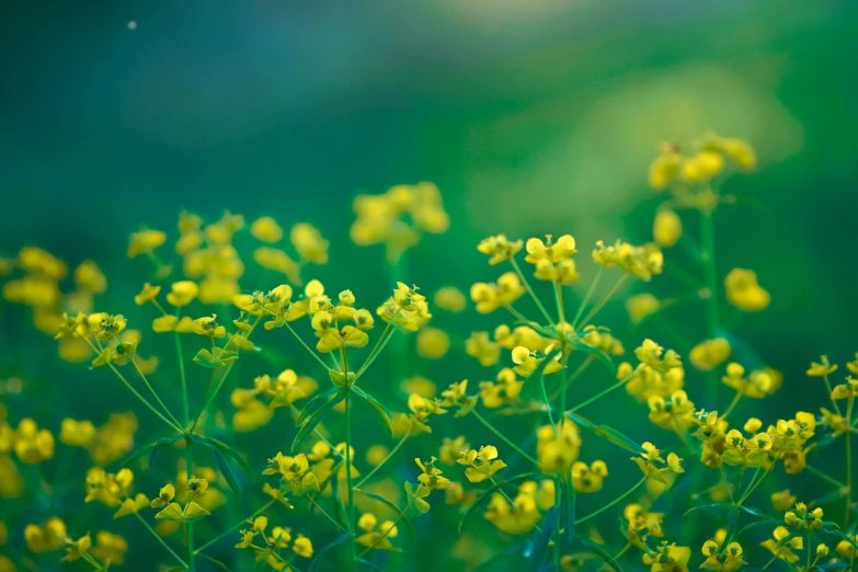 close up of flowers with bright yellow petals