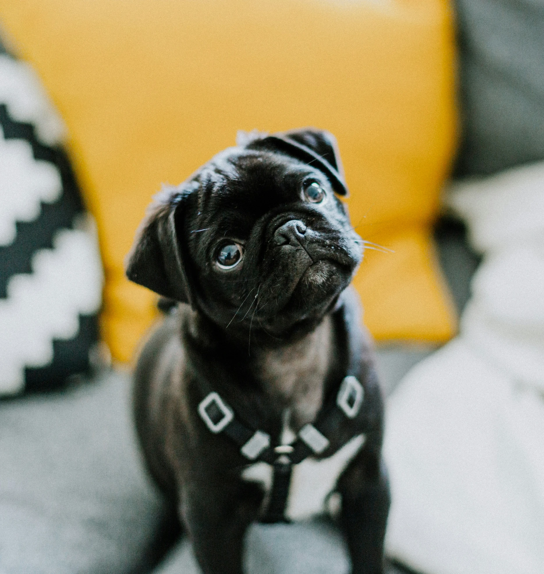 a black dog sitting on a sofa looking at the camera