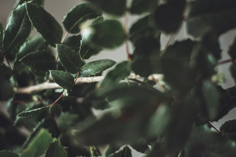 a view from above of a bush with green leaves