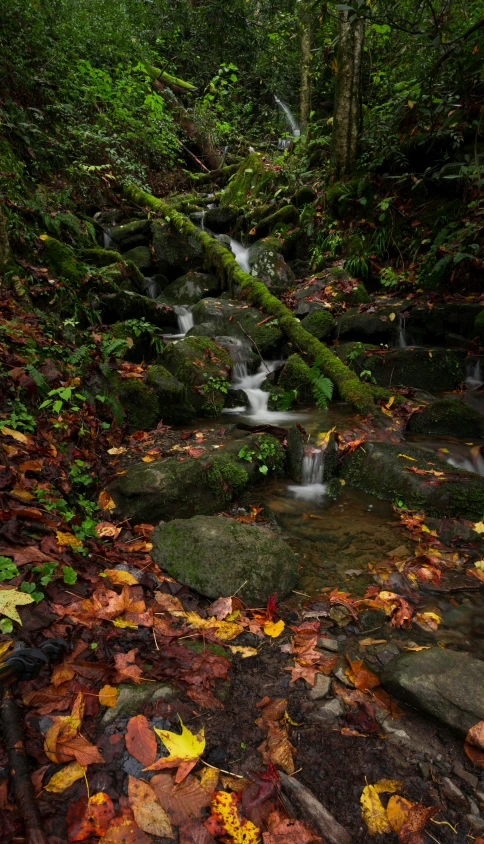 a creek in a wooded area covered with leaves