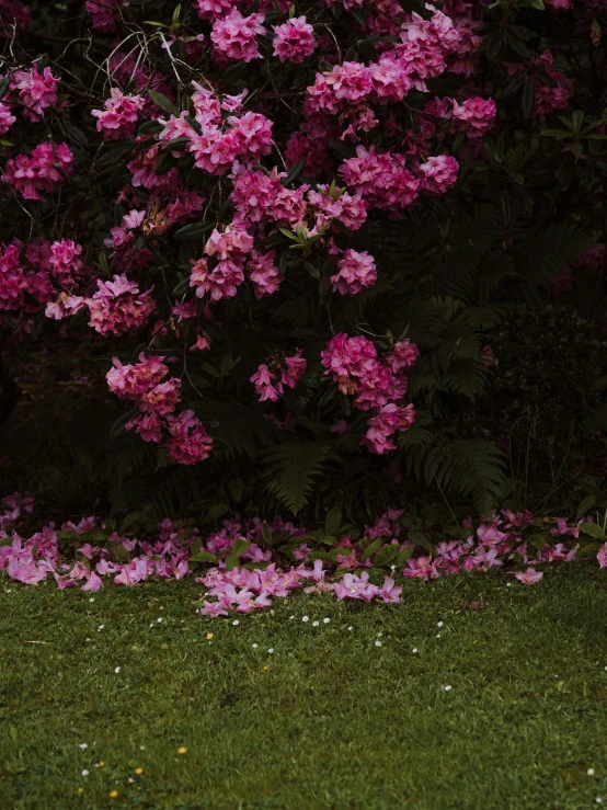 there is a black teddy bear sitting in front of purple flowers