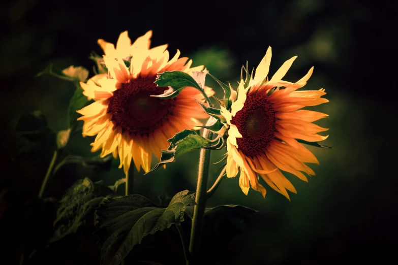 a couple of sunflowers that are next to each other