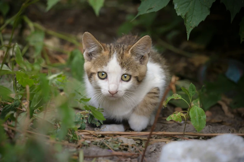 a kitten is sitting in the grass and looking off into the distance