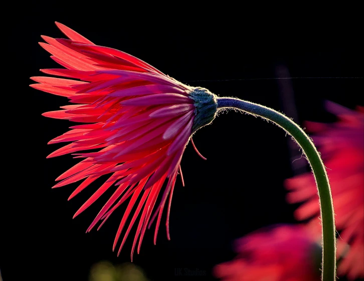 red flower with purple leaves near it in the dark