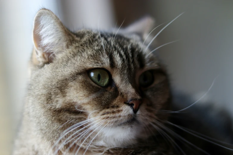 a close up image of a cat's face looking at the camera