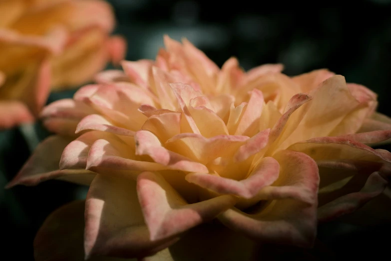 a close up of a flower head and leaves