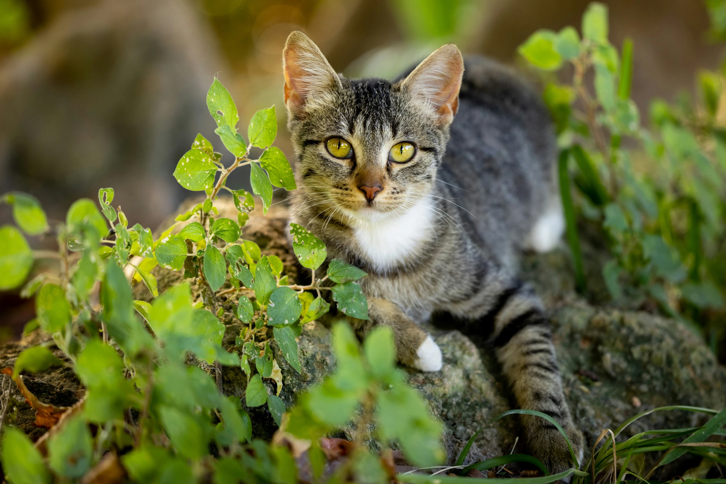 a close up of a cat in the grass