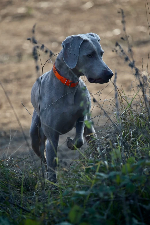 grey dog running through grass with his head in the air