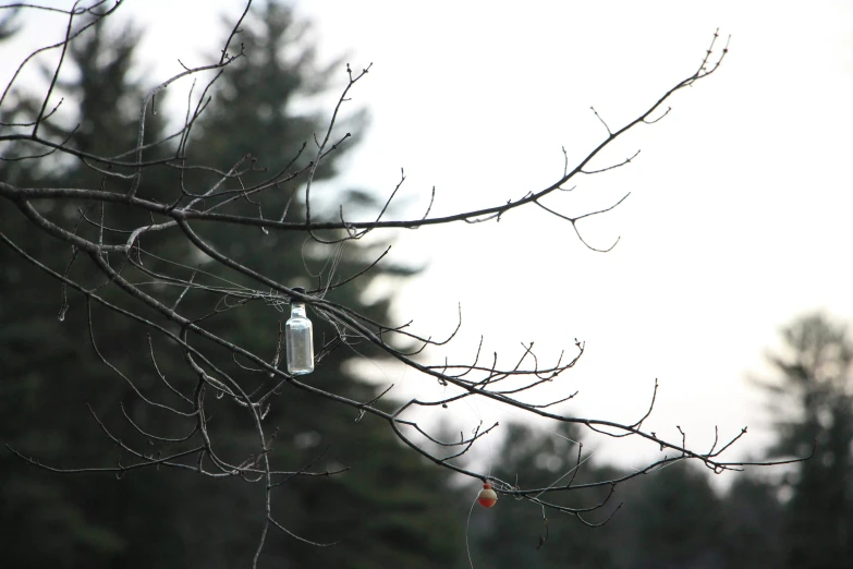 a bottle hanging from a tree nch with only leaves