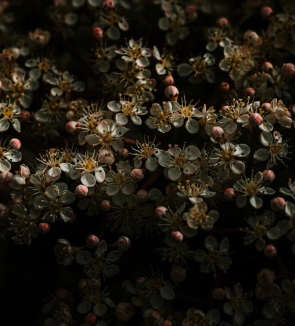 closeup po of various flowers on a bush