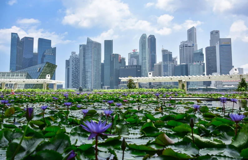 a large pond filled with lots of water lilies