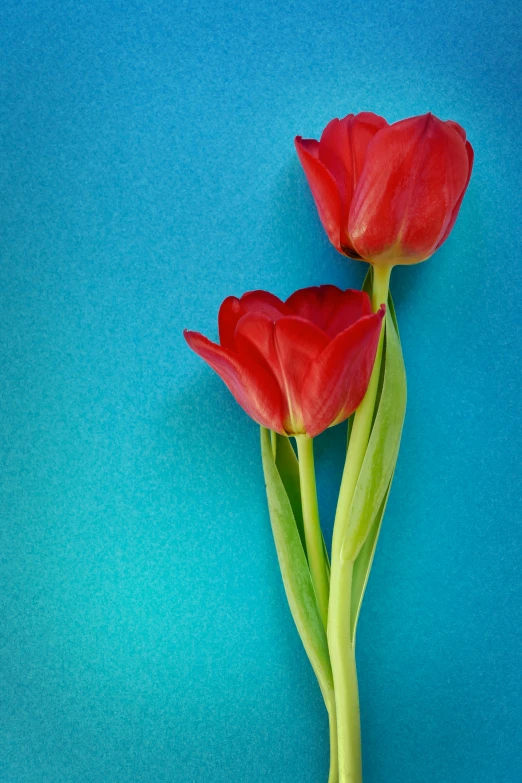 two red flowers sitting on top of blue table