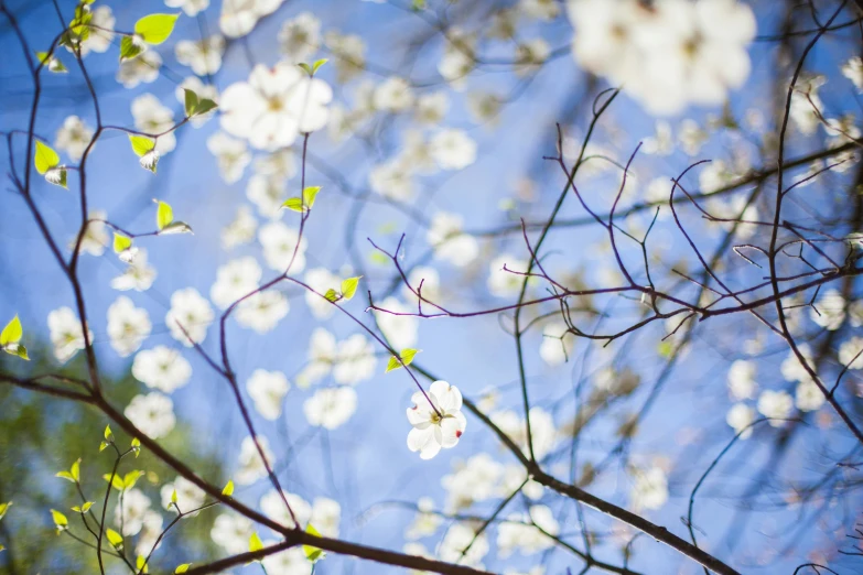 tree nches with white flowers against a blue sky