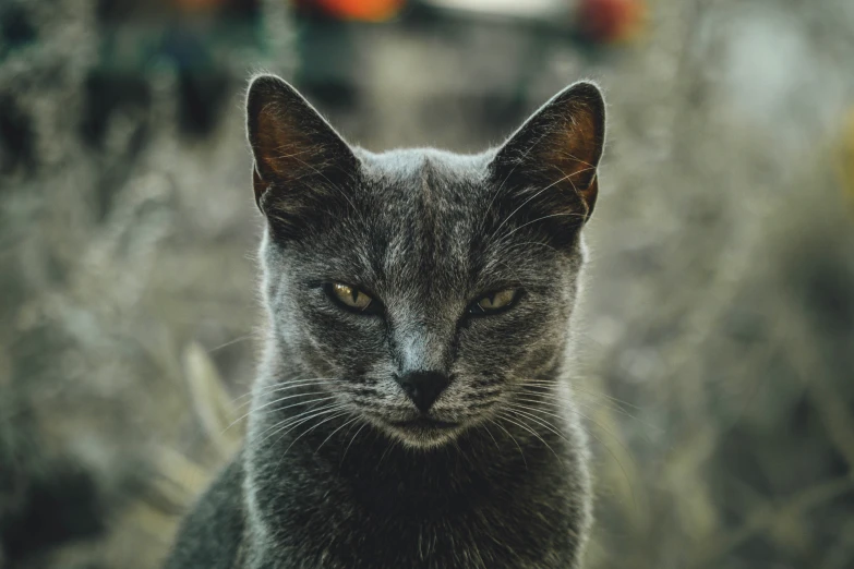 a black and white cat looking up at the camera