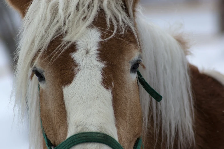 close up po of a beautiful brown and white horse