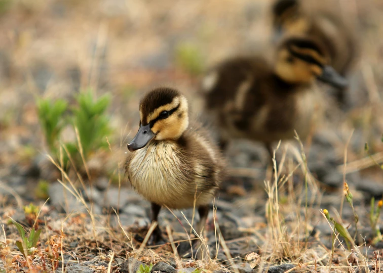 a couple of ducks walking across a dry grass field