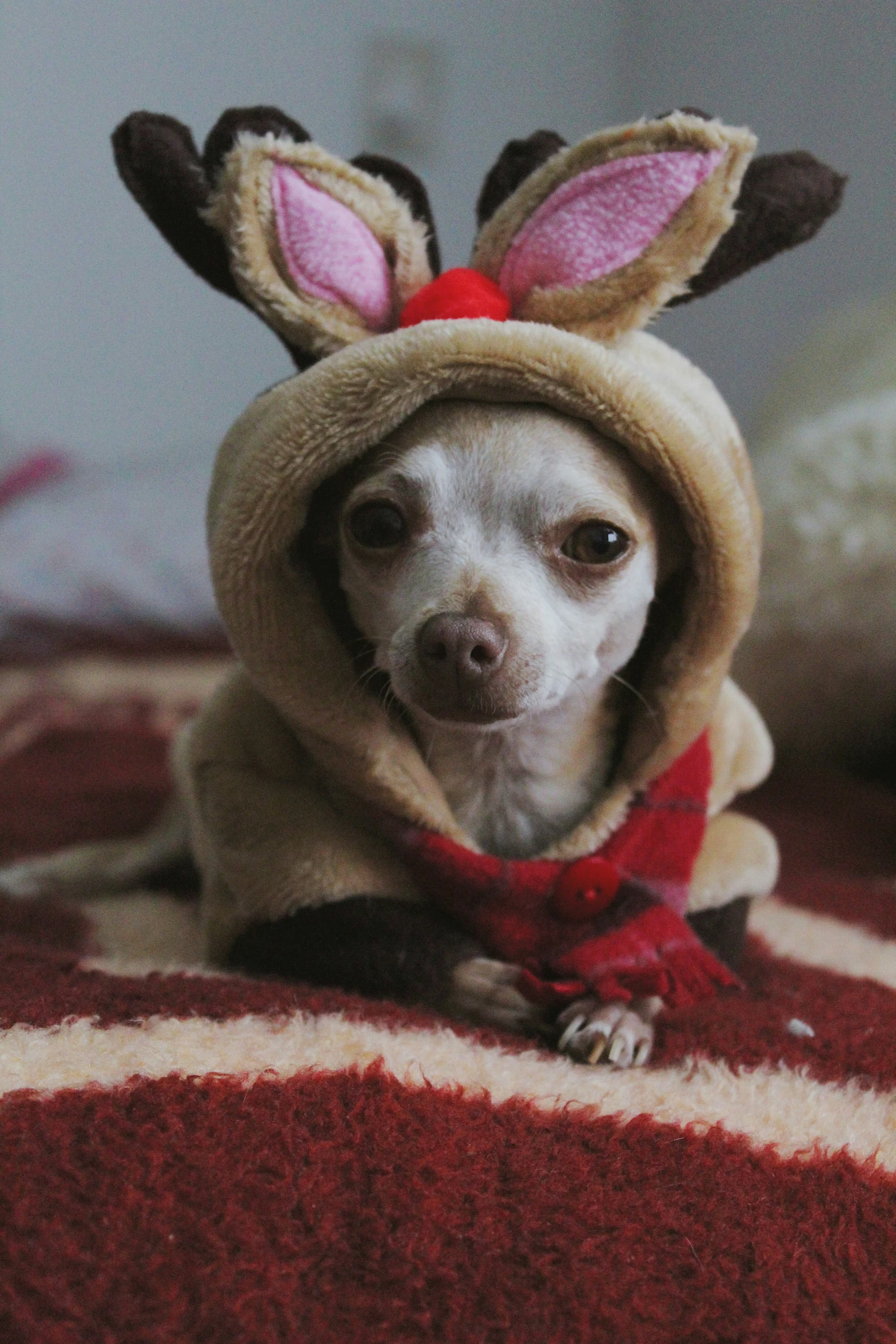 a chihuahua in a christmas costume looks at the camera