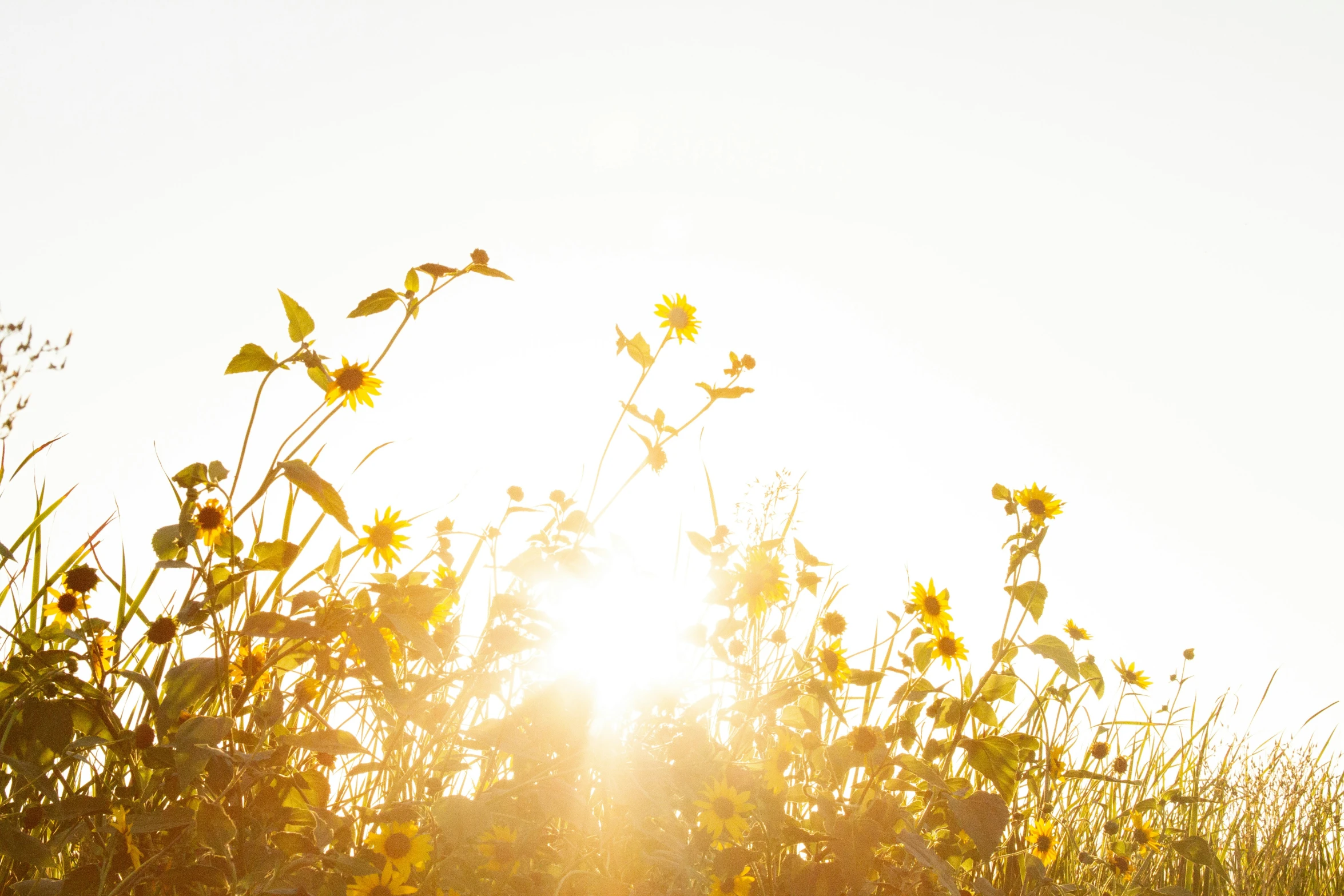 sunlit plants in the center of the frame