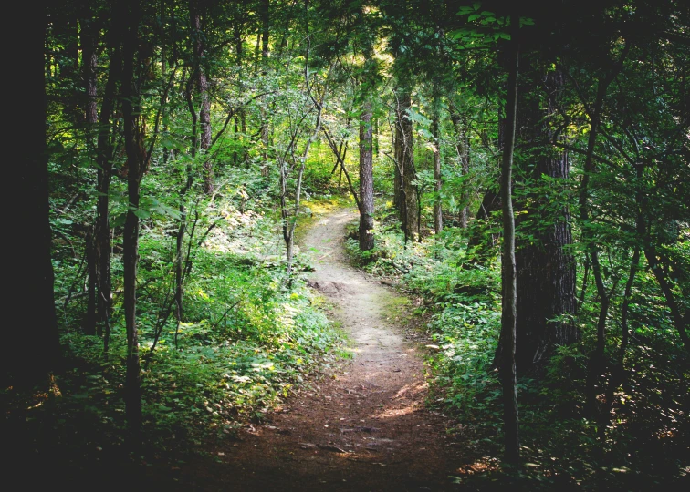 a walk way in the middle of a forest