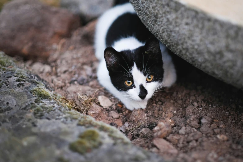 a black and white cat sitting underneath some rocks