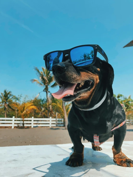 a dog with sunglasses on the ground with a sky background