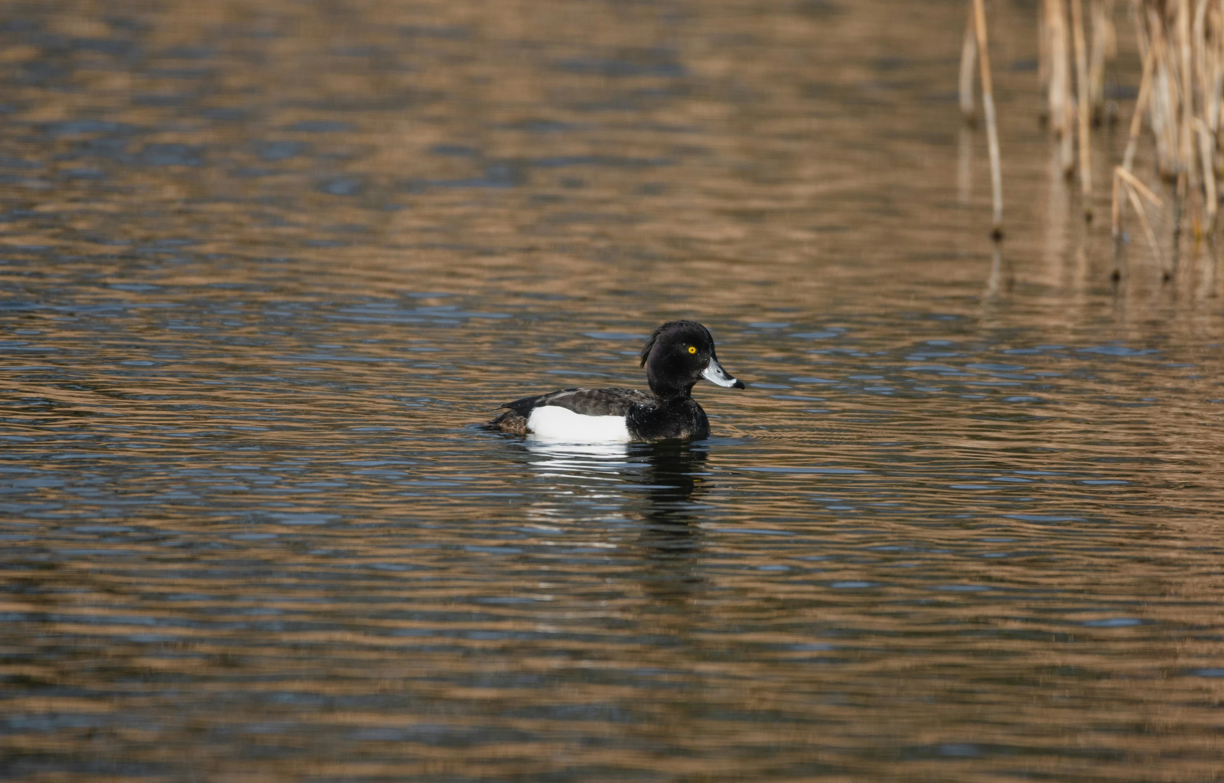 a black and white bird floating on top of a lake