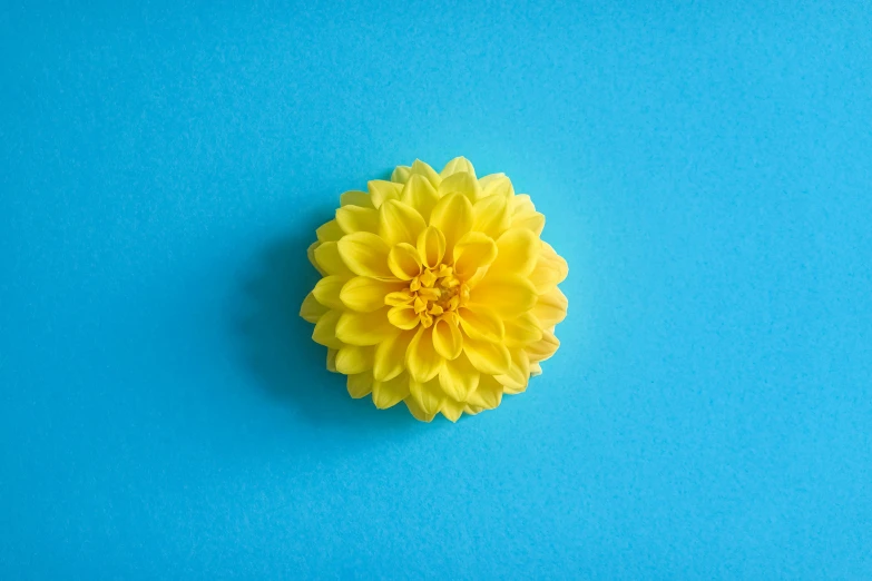 a yellow flower sits on a blue surface