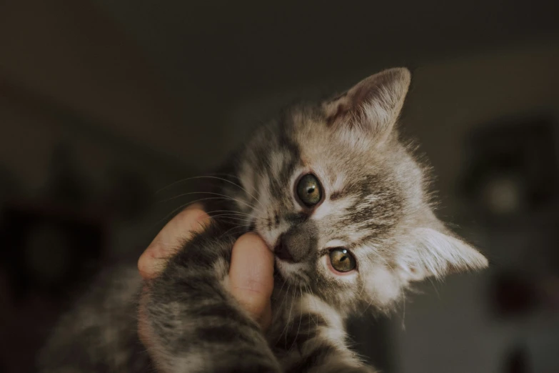 a small kitten getting his paw pet by a person's hand