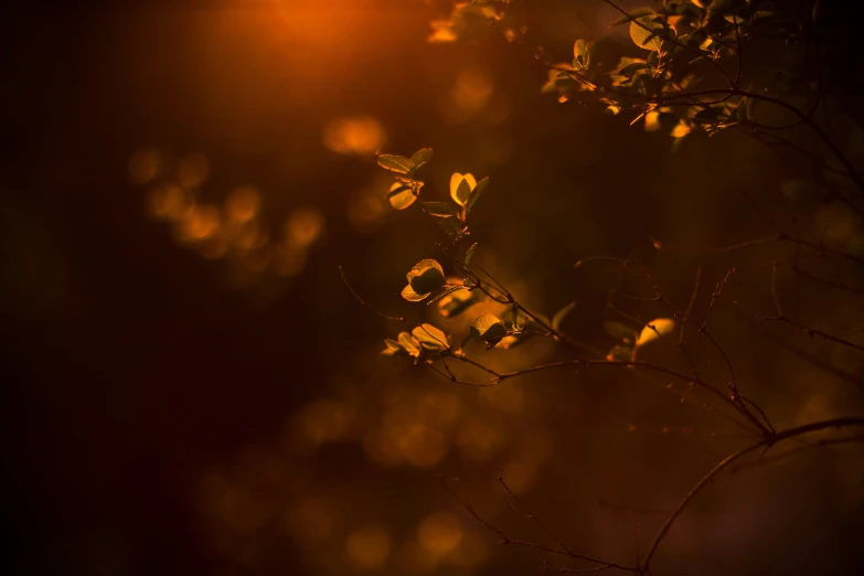 a nch with leaves at the beginning of autumn