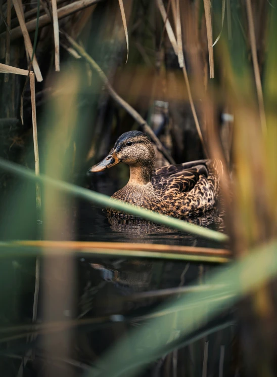 a duck that is floating on the water