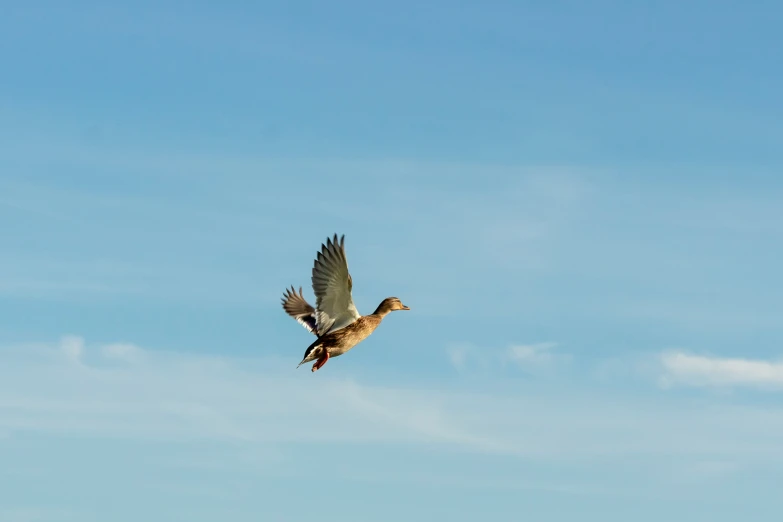 a duck flying across a blue sky next to another bird